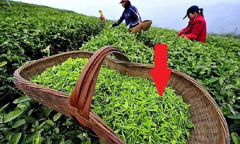 Hơn 30 tỉnh của Việt Nam trồng loại “vàng xanh” cực tốt cho sức khỏe: Nga, Pakistan thu mua hàng đầu